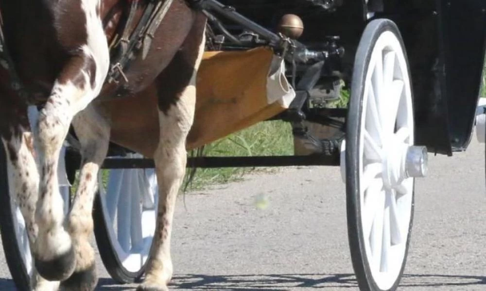 Γερμανία: Άμαξα με μεθυσμένα άλογα κατέληξε στα νερά παγωμένου ποταμού